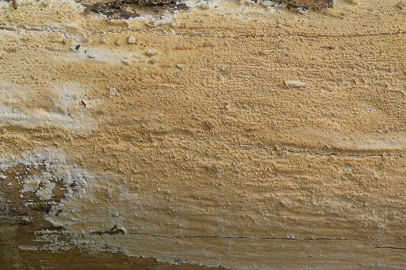 Phlebiodontia caspica